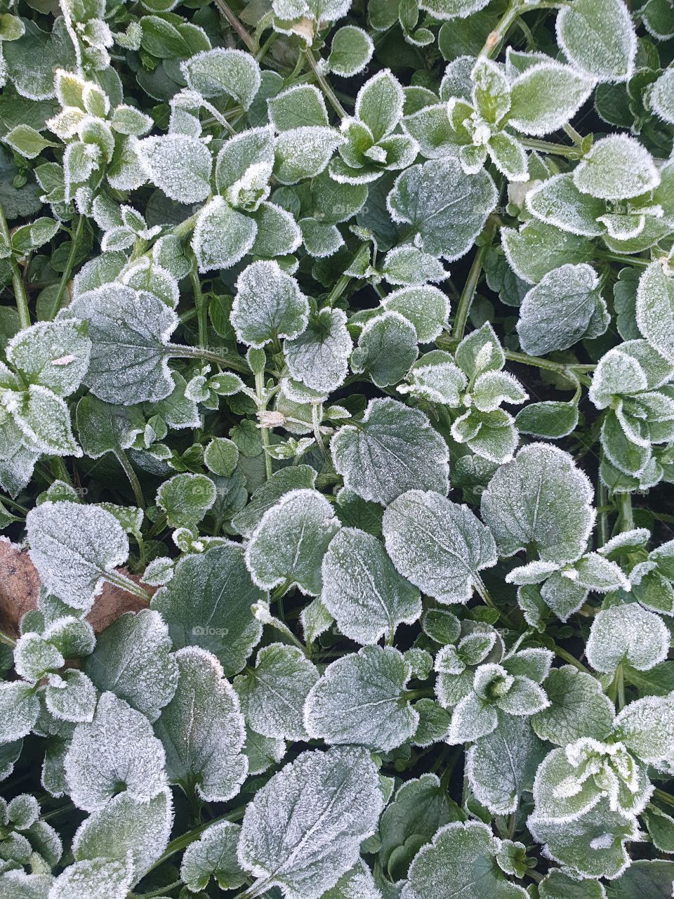 Plants covered in hoarfrost in autumn