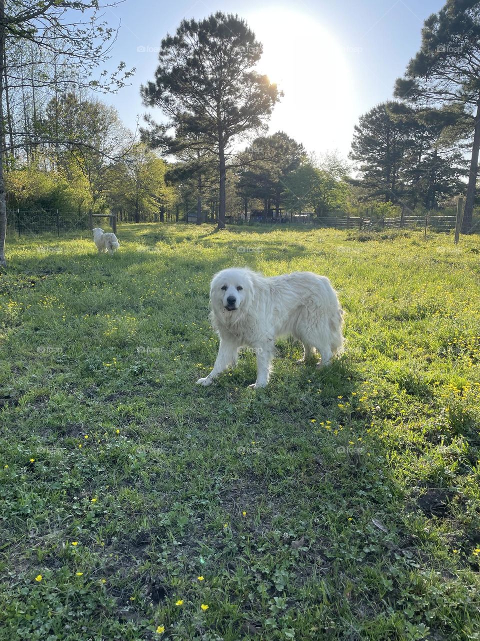 Good guard dogs. 