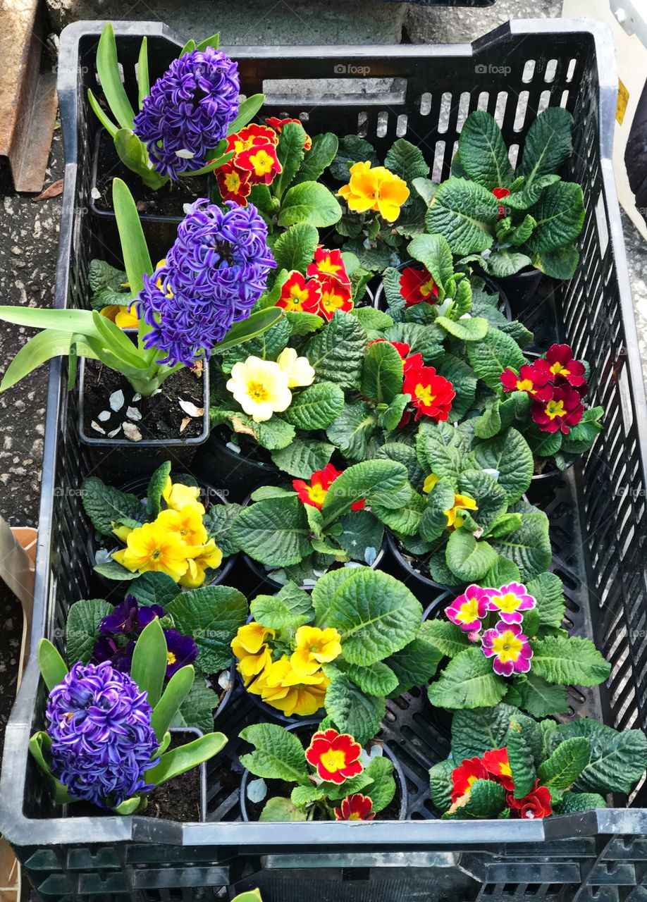 High angle view of flower plants