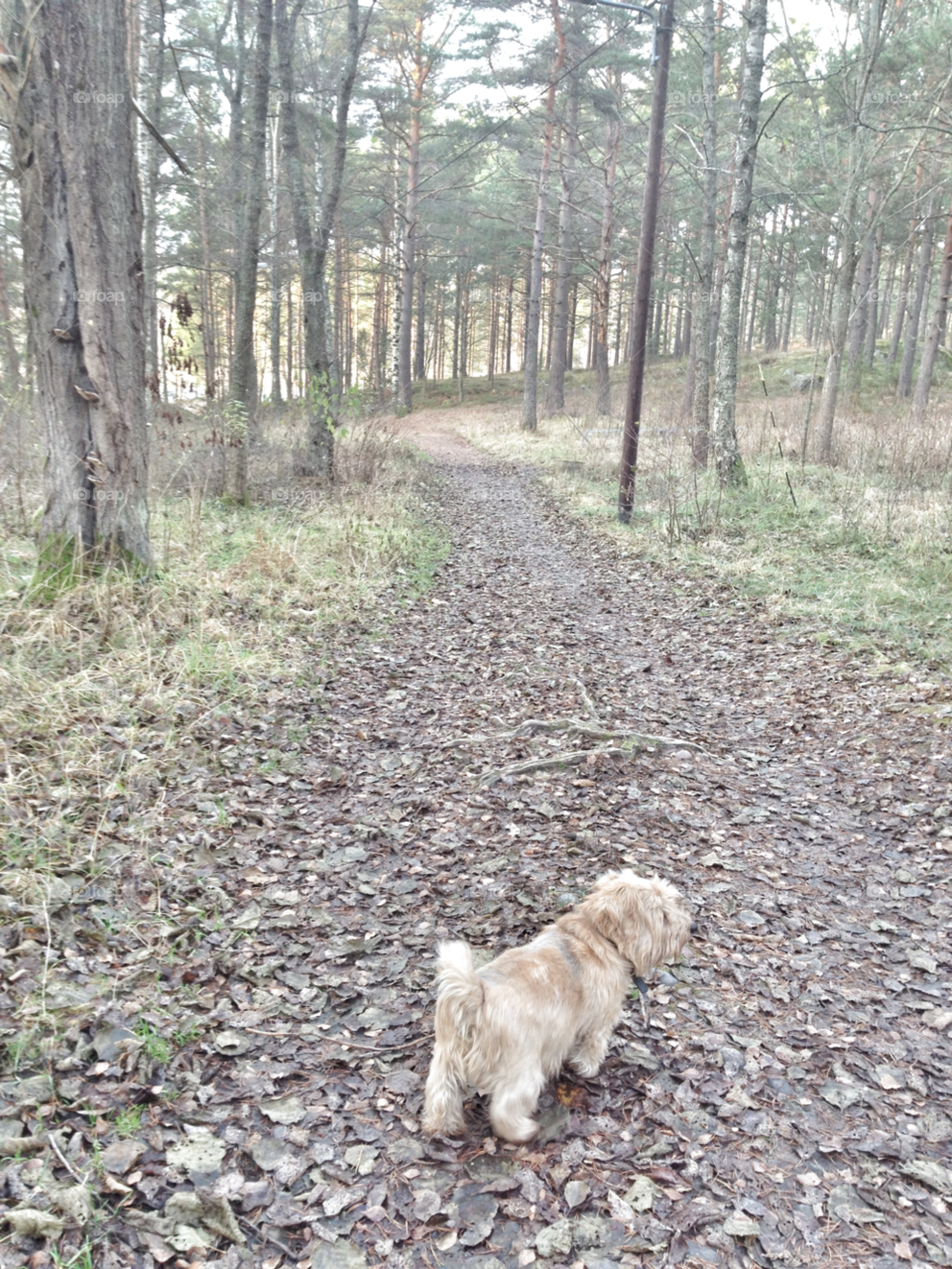 winter sweden tree dog by piaktw