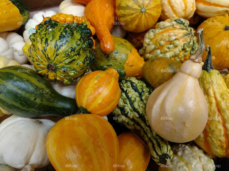 fall gourds