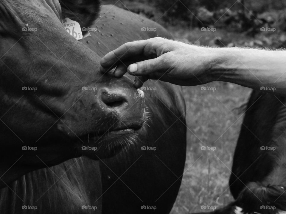 Cow nosing on a mans hand