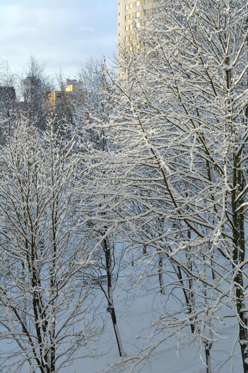 Winter, Snow, Frost, Cold, Tree