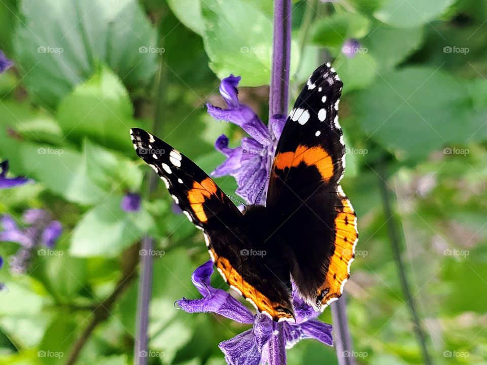 Red admiral butterfly