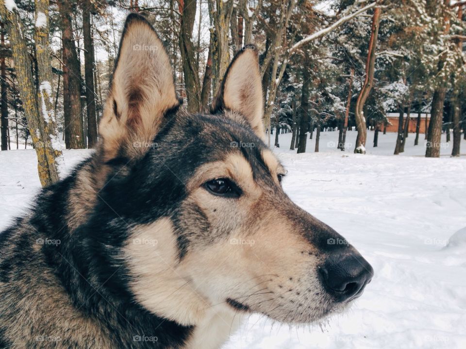 Close-up of husky dog