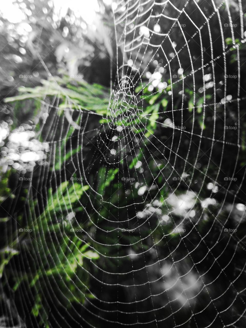 toile araignée, spider web