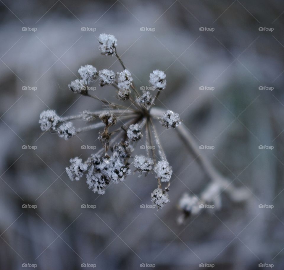 Frost flower