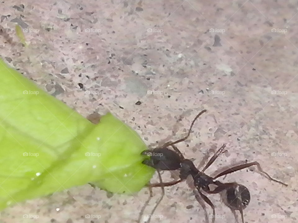 Ant working hard draging a letuce leave
