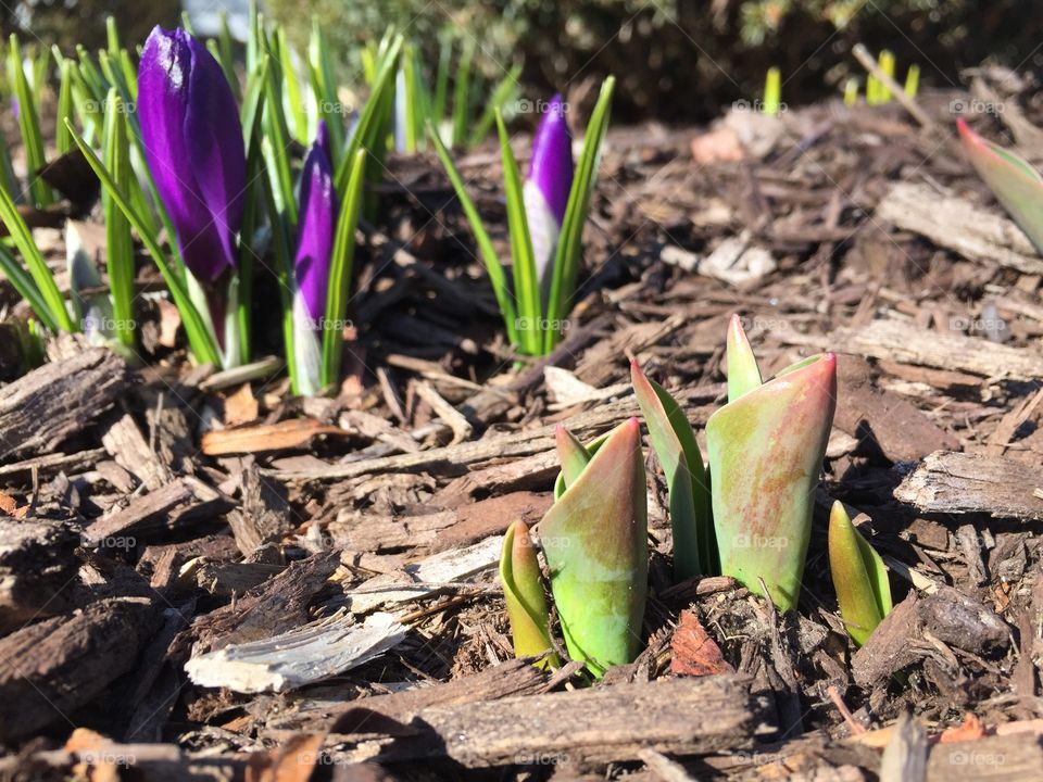 Crocus and daffodil shoots are always the first sign of spring! 🌱