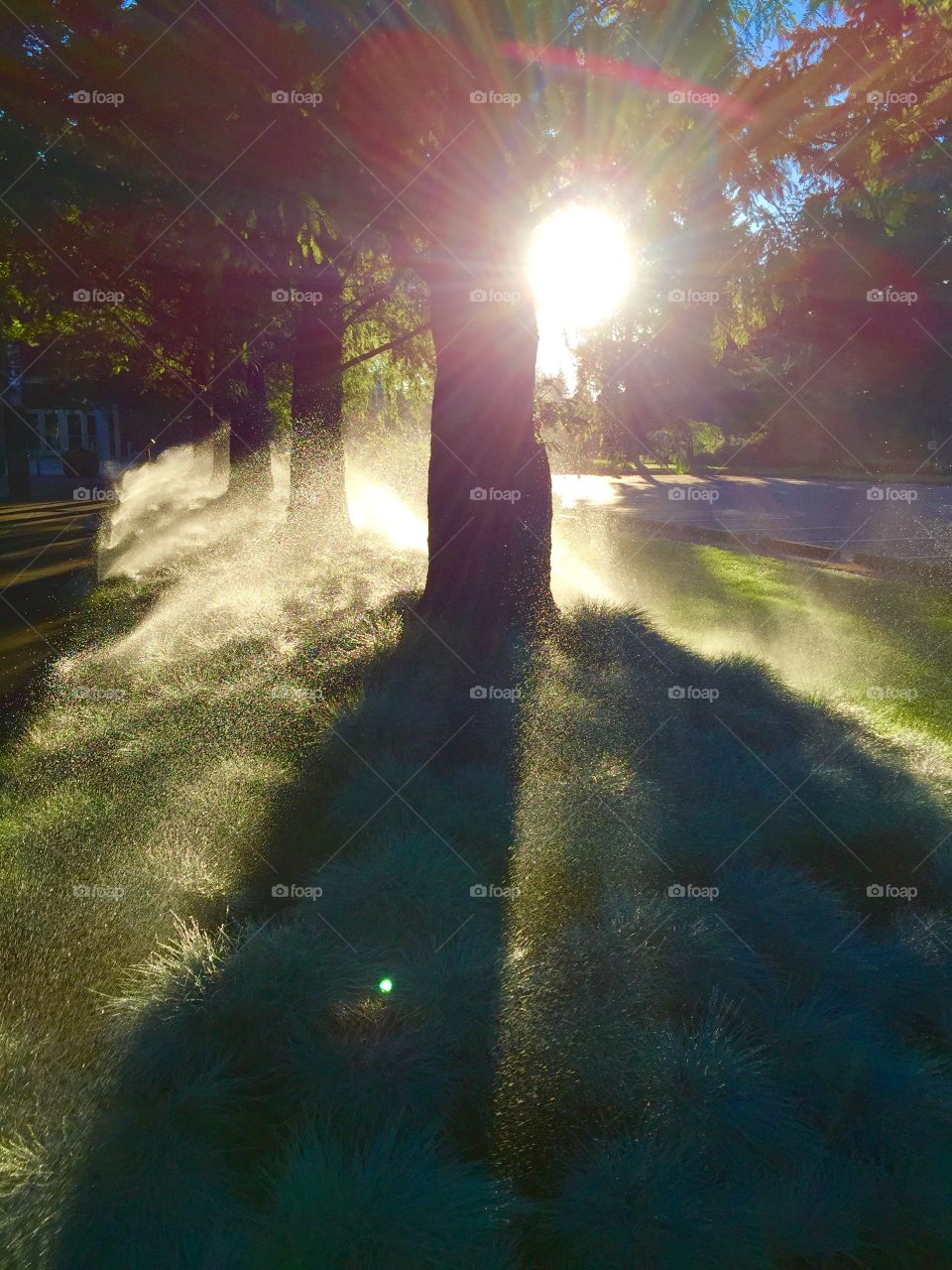 Sprinklers in the park by the sunrise