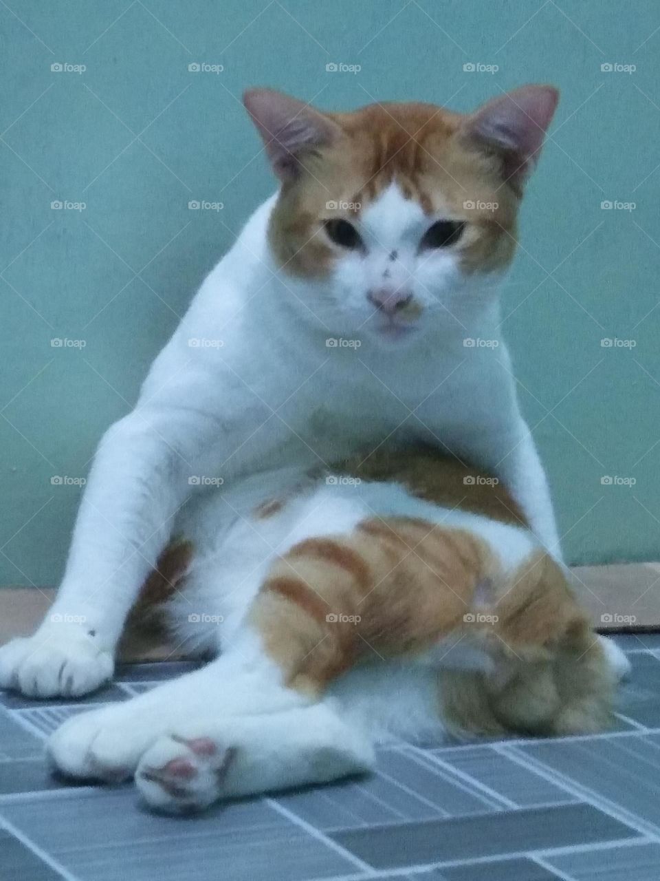 Sit look like the bos