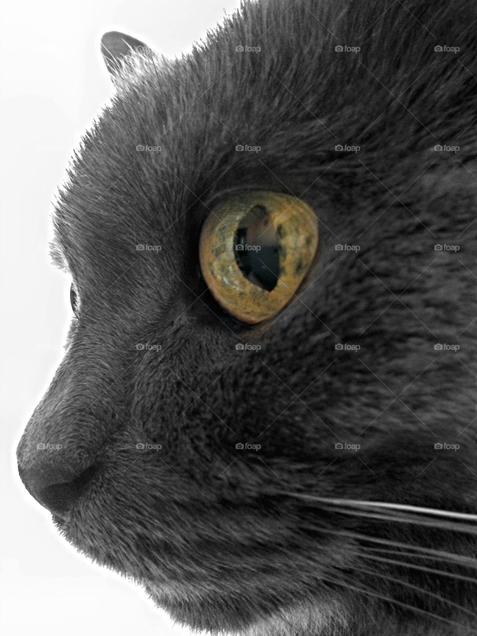 My cat Castor. This is my 14 y.o. cat. Old but brave.