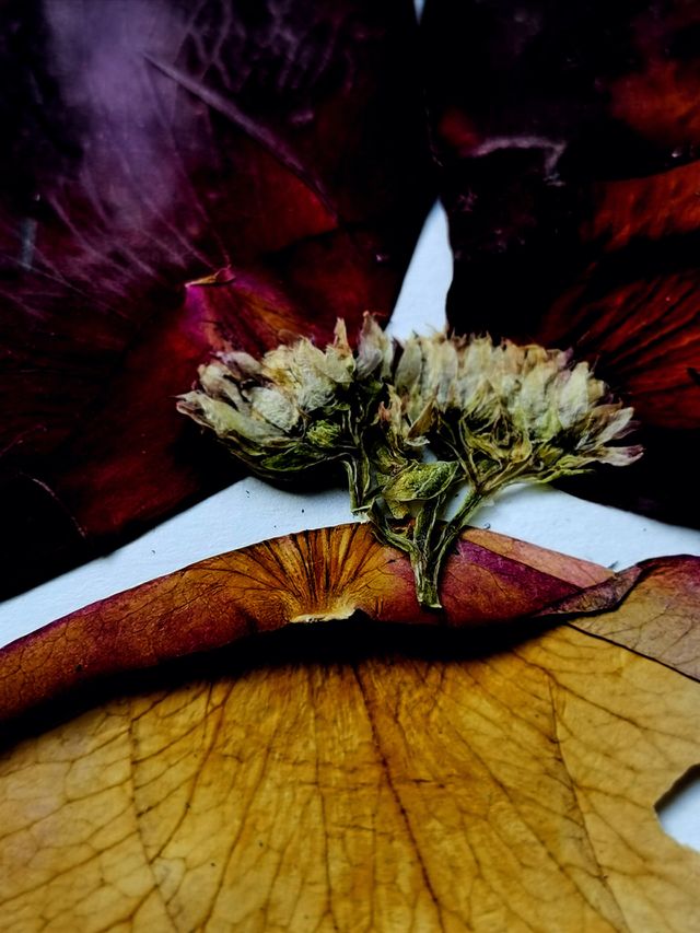 Herbarium
