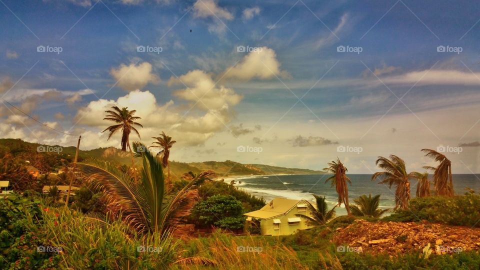 Tropical views...Barbados