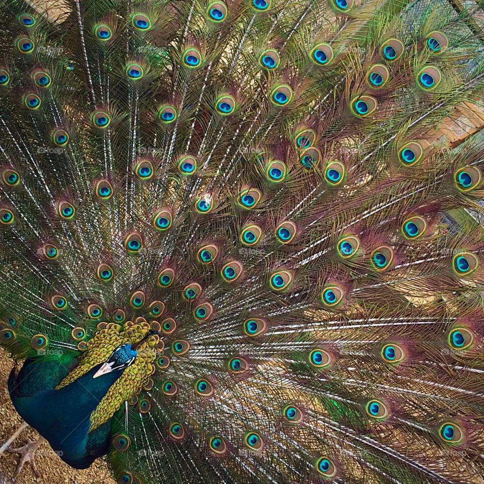 Beauty is in the EYE of the beholder . A peacock stopped to pose for pictures 