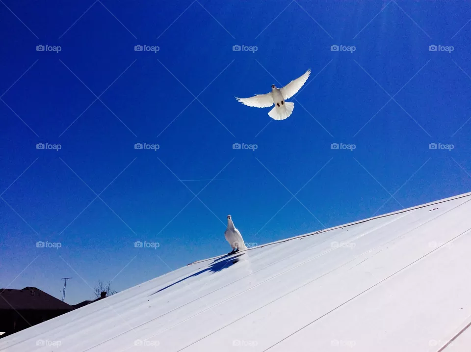 White dove