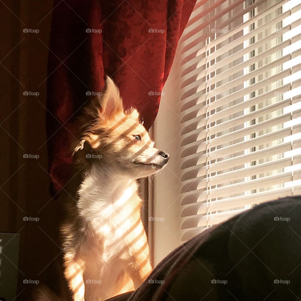 Chihuahua being a nosy neighbor 