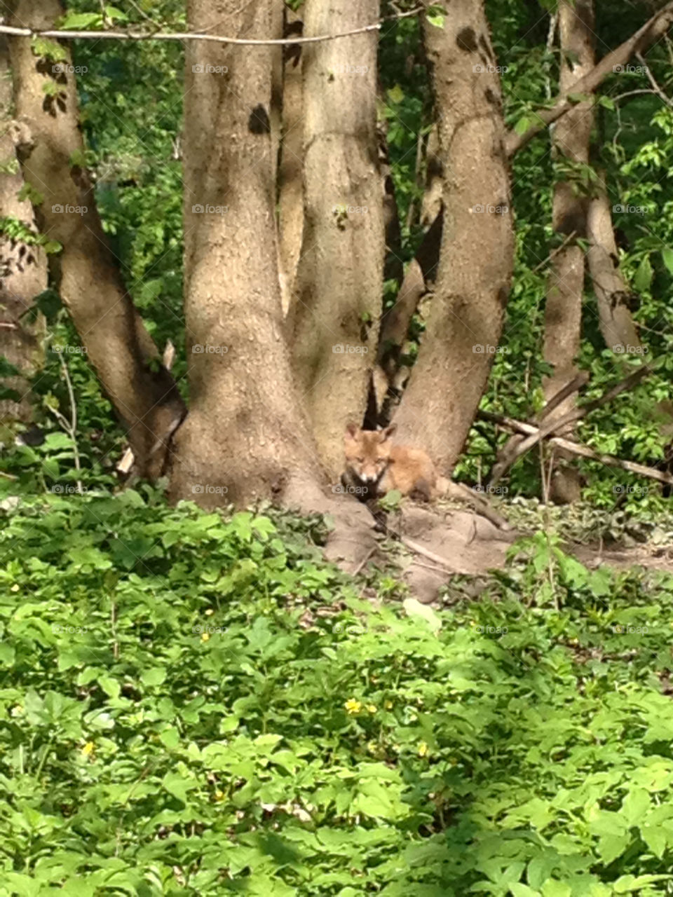 fox räv rävunge fox cub by teddyfreddy