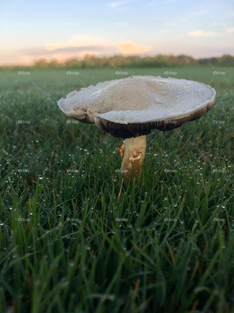 Mushroom closeup 