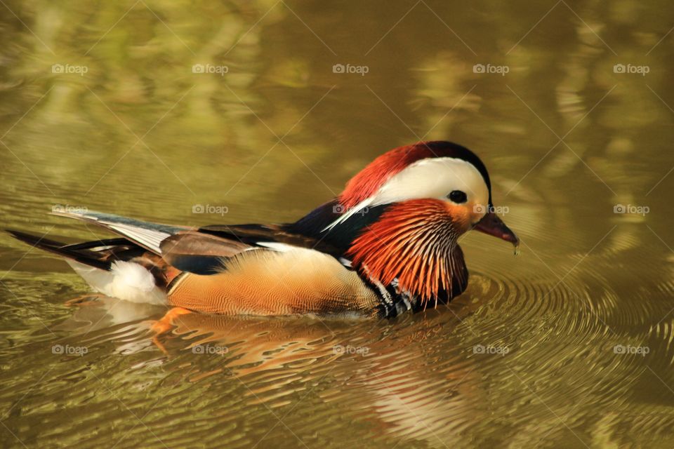 Colourful quack