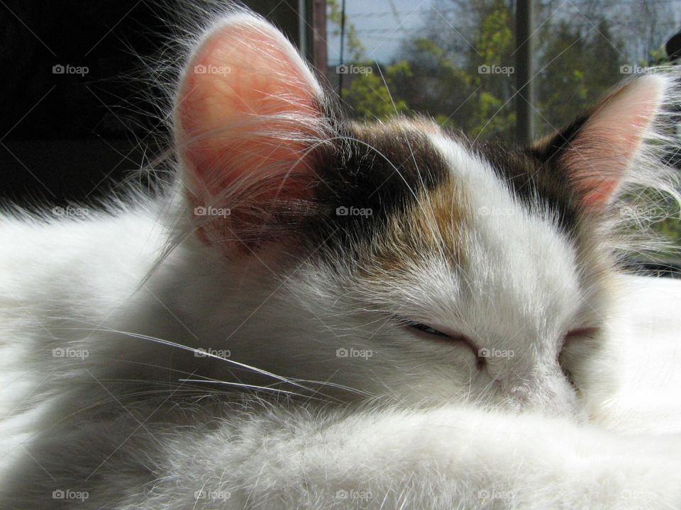 Kitten sleeping on fur