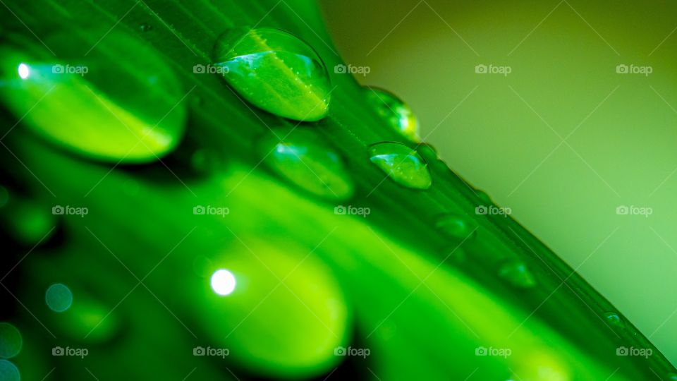 Raindrops on a rich and colorful green leaf in the rainforest. Honolulu, Oahu, Hawaii, USA.  