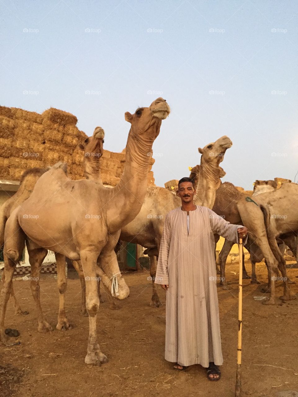 Camel’s trade in Egypt 🇪🇬