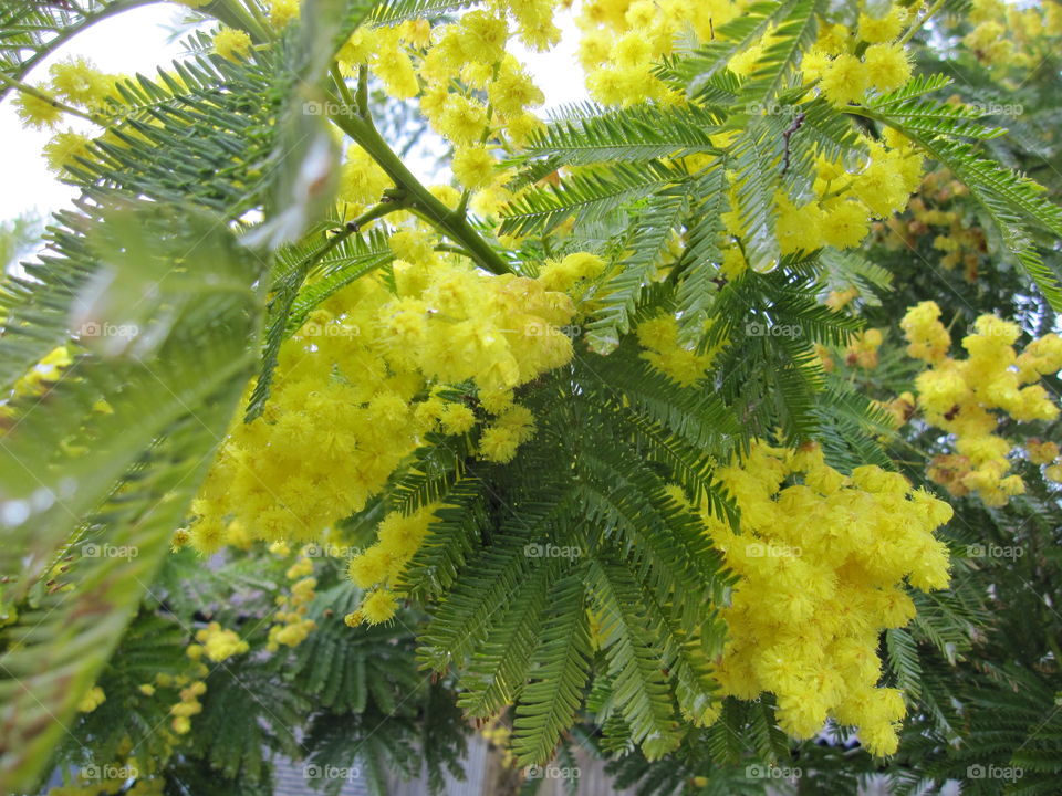 Tree, Nature, Season, Leaf, Branch