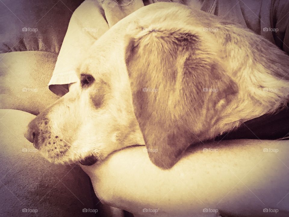 Puppy love... cuddle time!