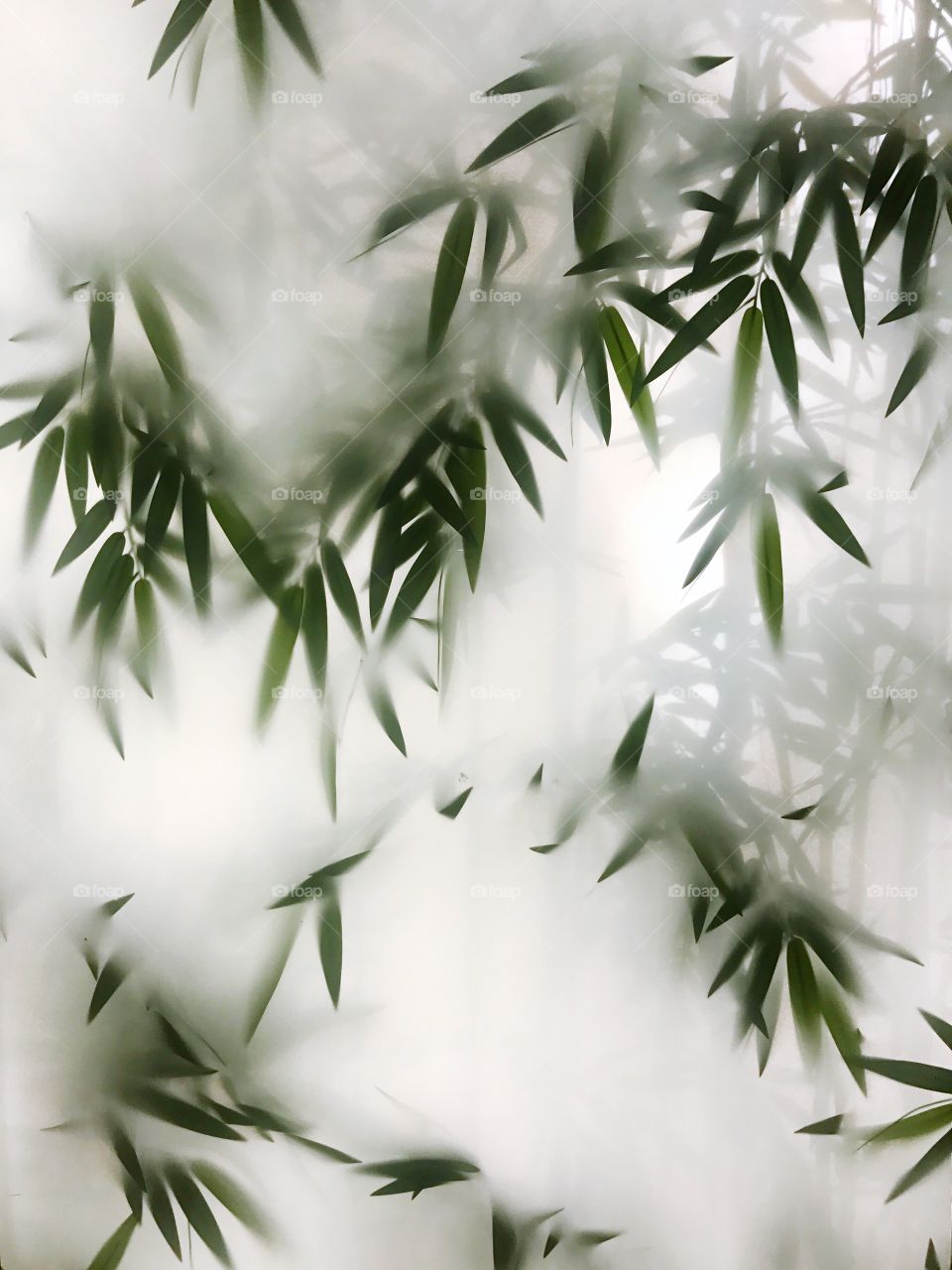 Fog covered the bamboo leaves