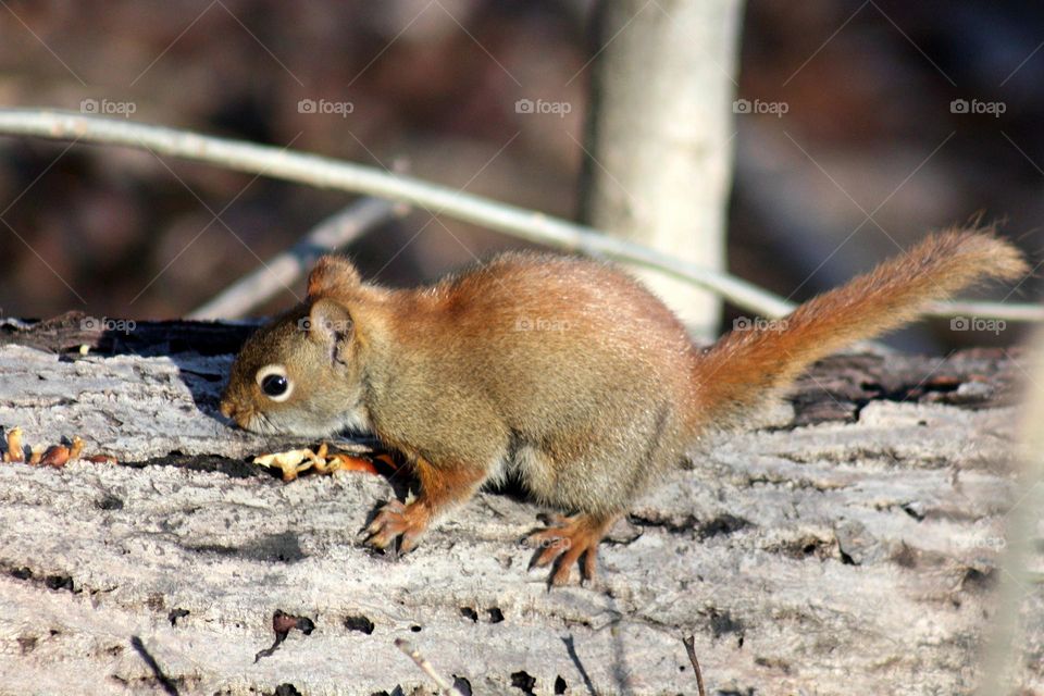 Squirrel cub