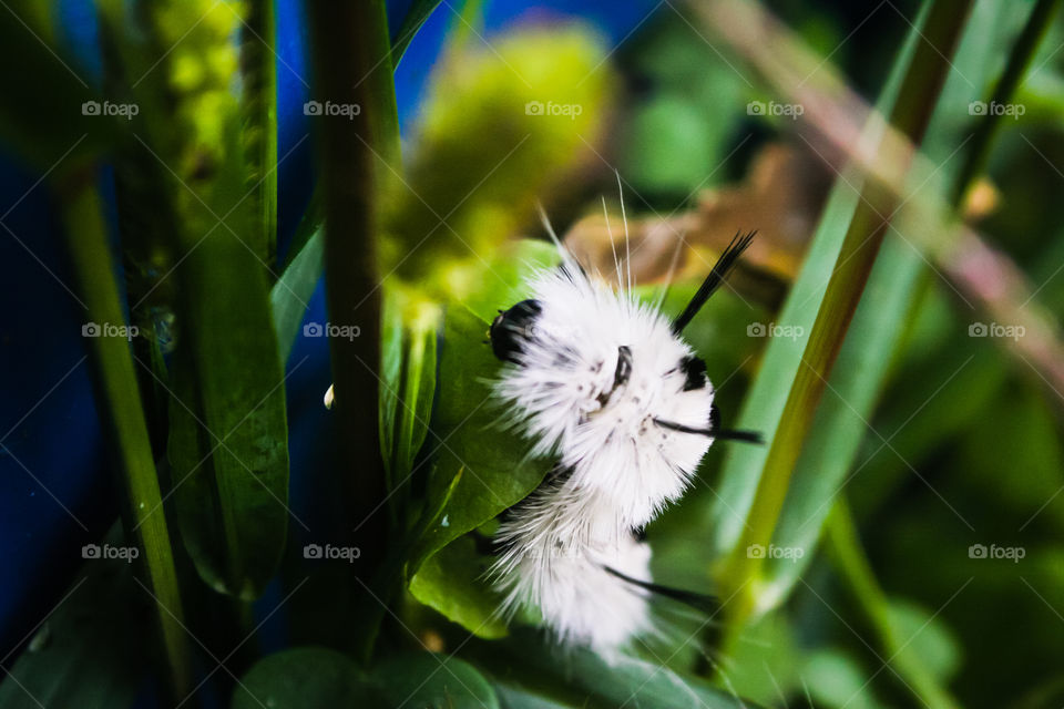 Catepiller on a blade of grass
