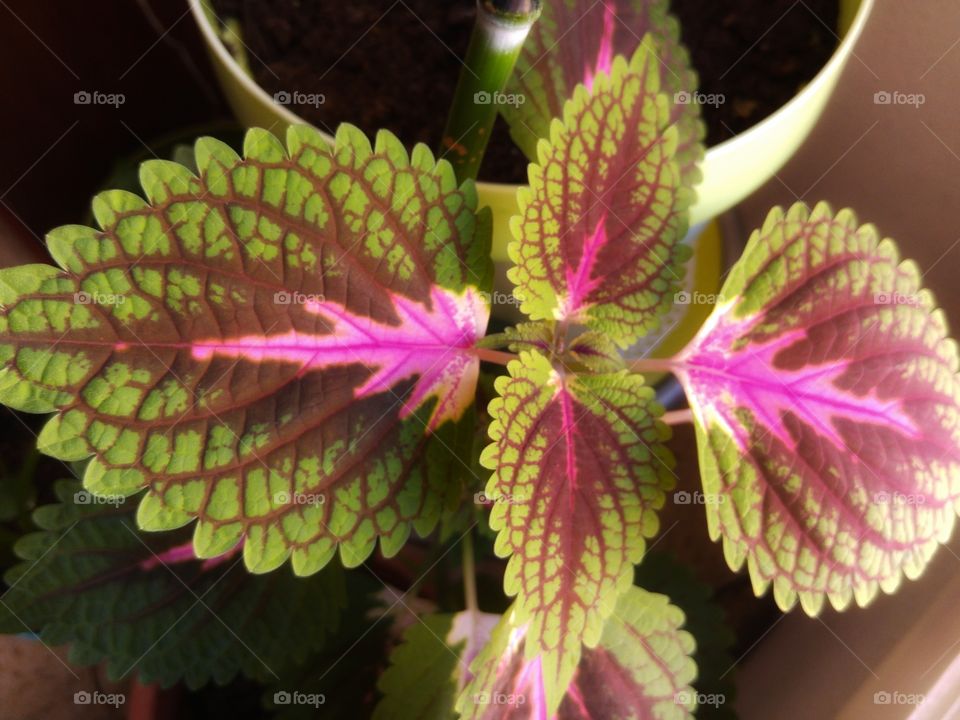 What the pots contain