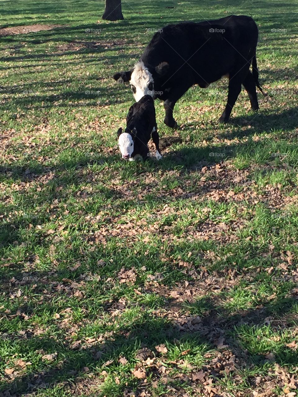 Mom giving her calf a boost