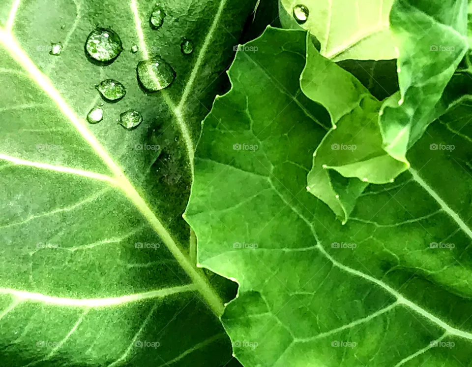 Cabbage