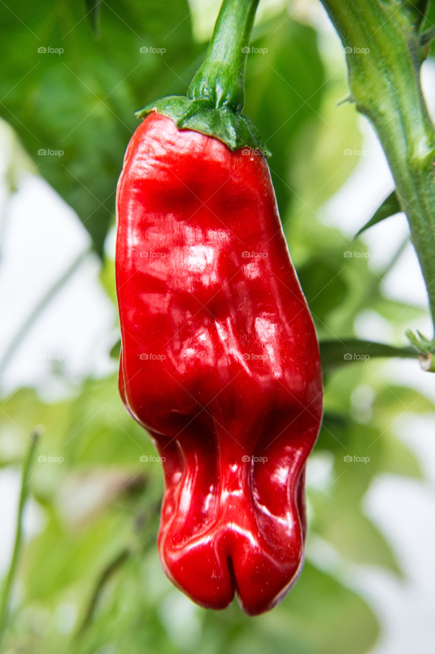 Red Peter's Pepper 2016