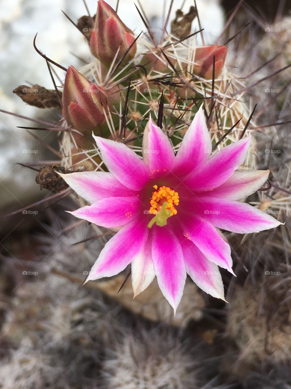 Little cactus flower
