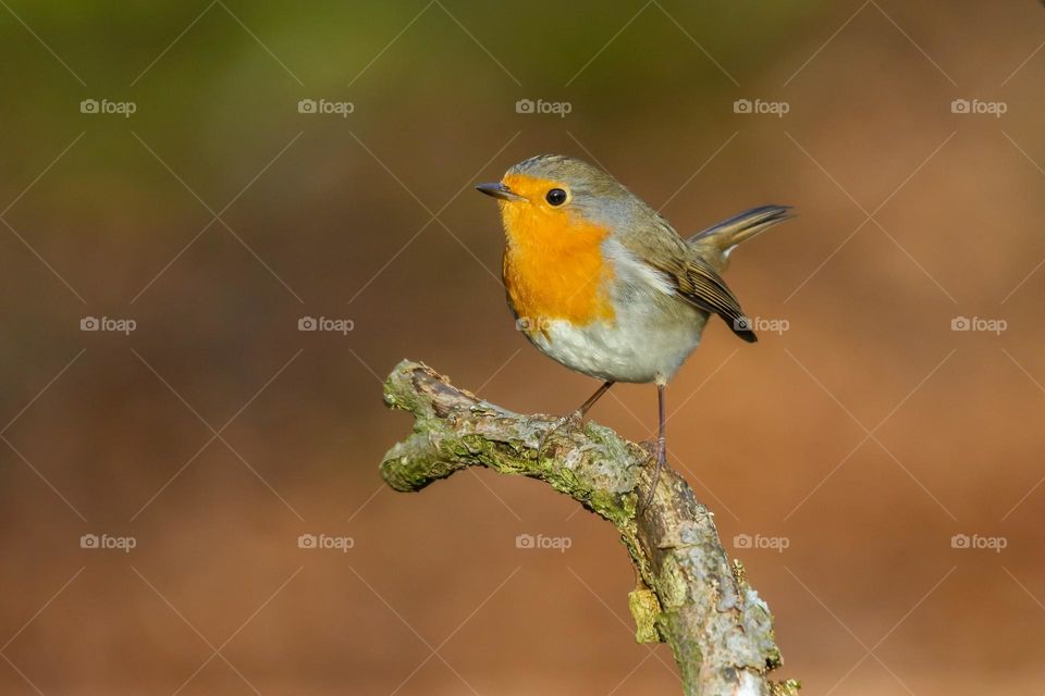 Robin close-up portrait in a forest