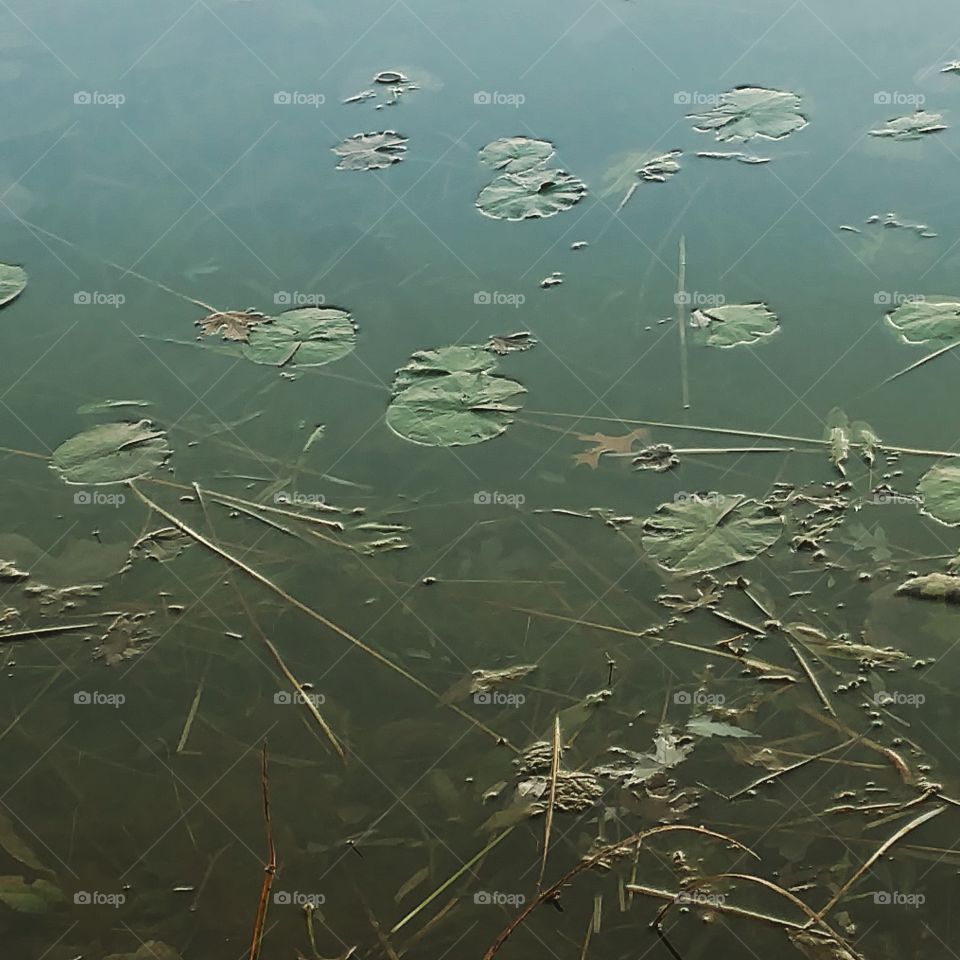 Lilly pads