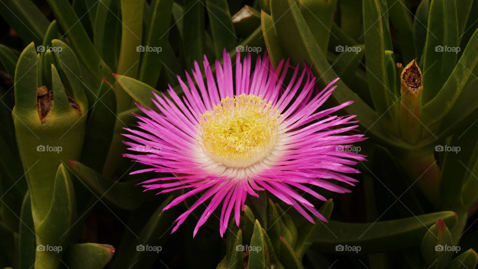 Delosperma