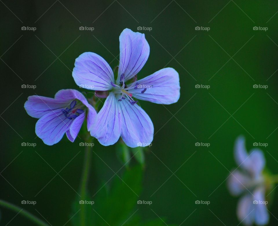flower on meadow