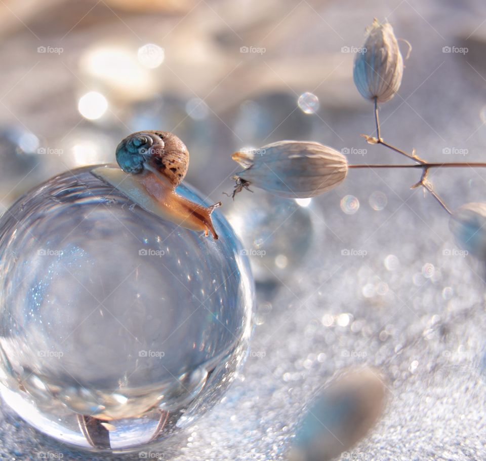 Snail on the glass ball 