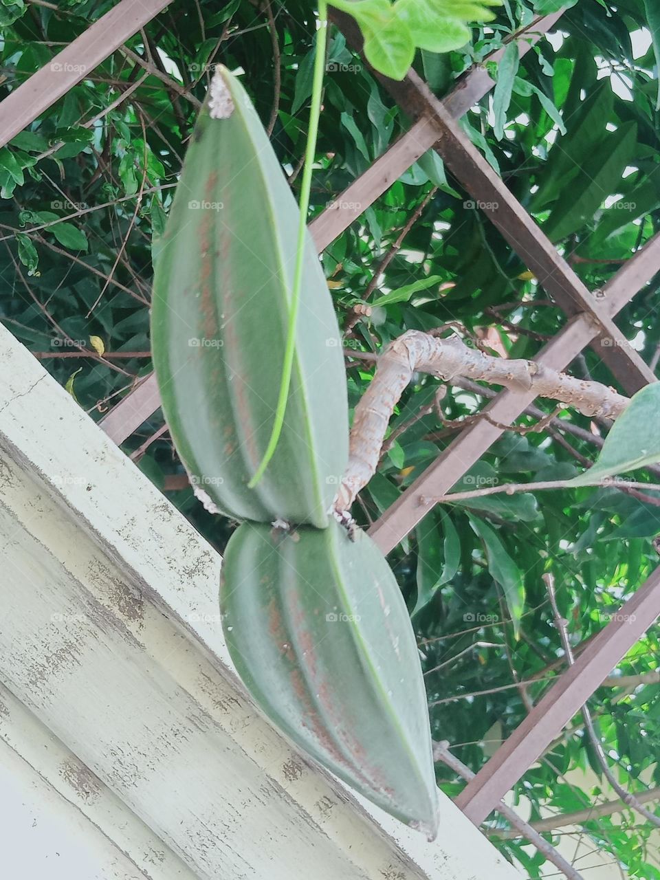 Ravarma VanguvO / Cryptostegia Grandiflora / Rubber Vine  / Green seed