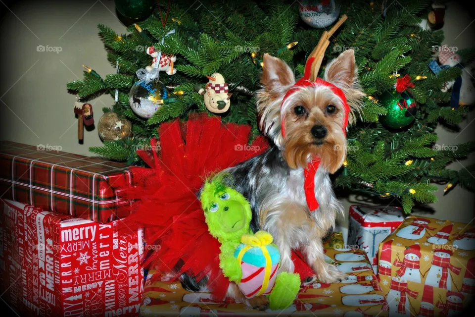 The grinch yorkie 