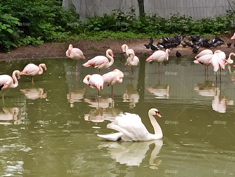 Birds & Bees - Nature in Motion. Swans