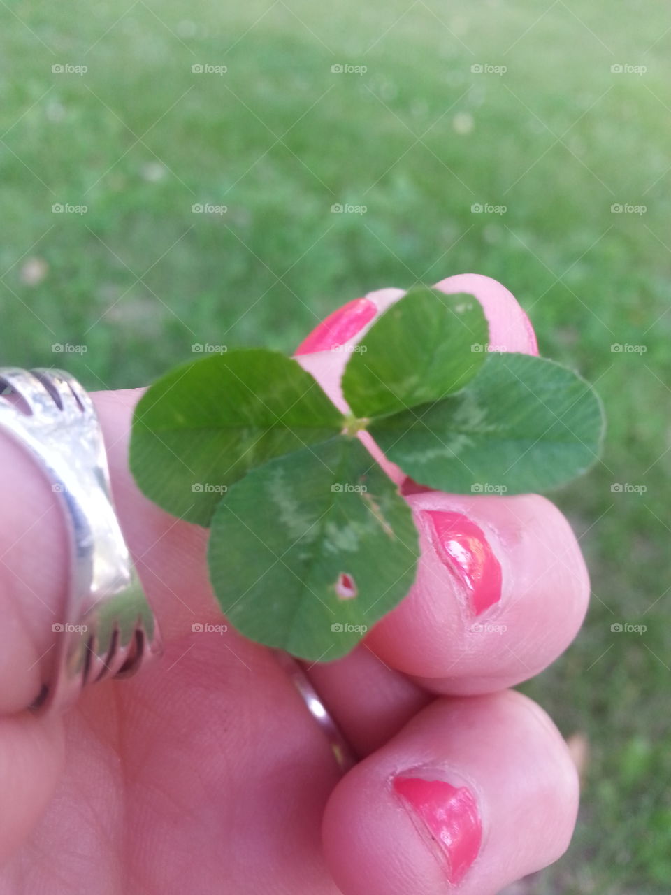 Nature, Leaf, Summer, Garden, Flora