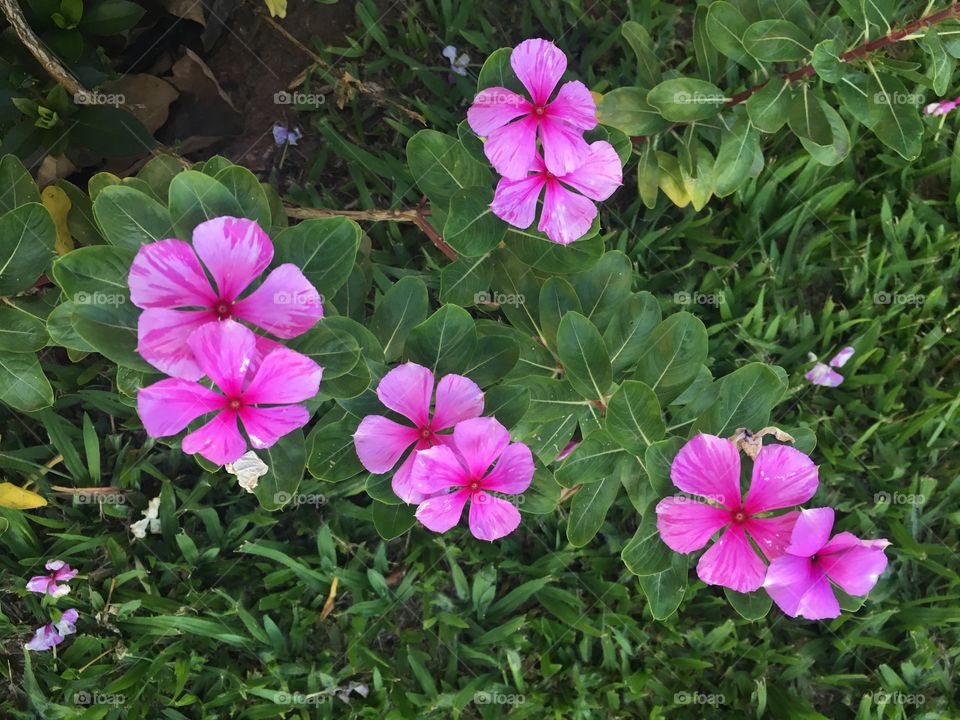 No Brasil, essa Flor se chama "beijinho".