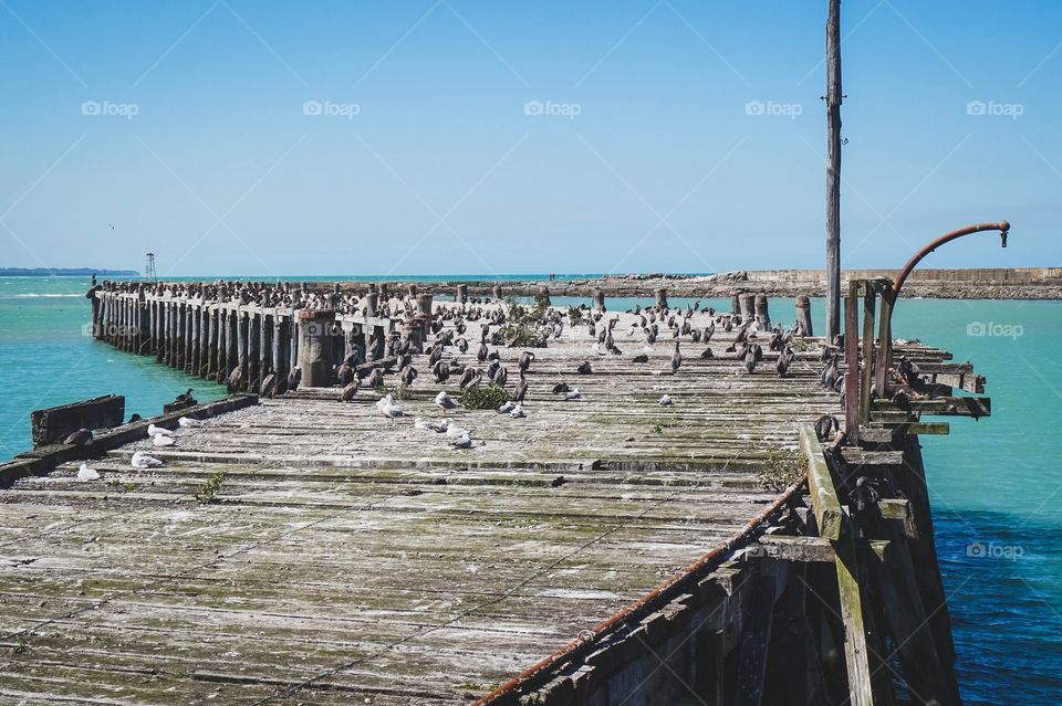 The damaged Sumpter Wharf has become a nesting ground for a rare bird, the shag. Oamaru, New Zealand 