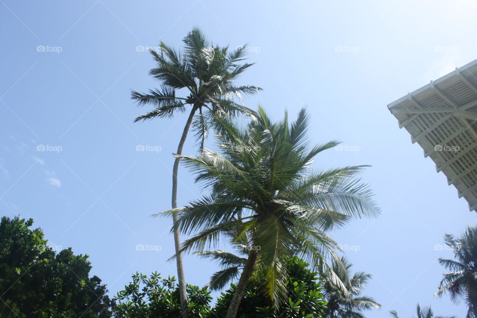 Beautifully Shaped Palm Trees. Sri Lanka. July 2010.