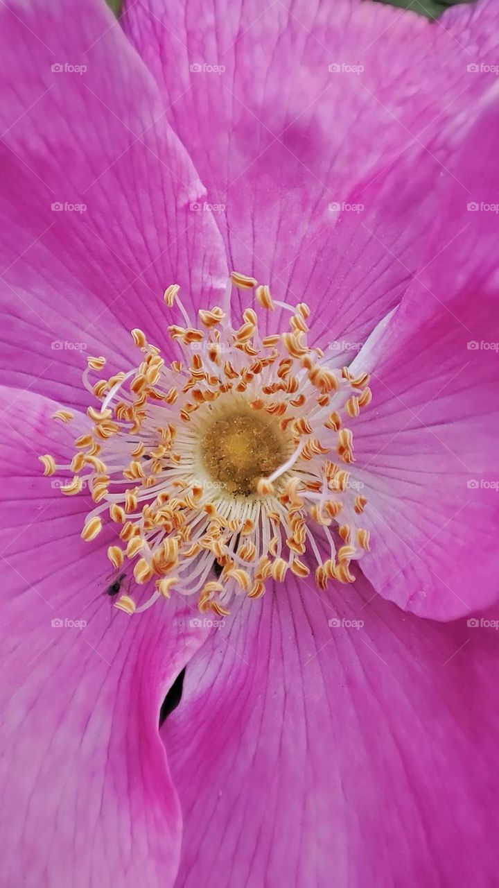 Macro photo of flower growing in the garden